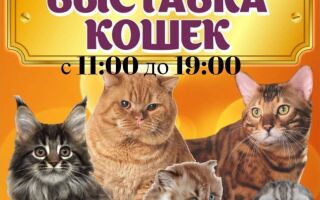 Только один день! Выставка кошек!